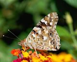 Vanessa cardui