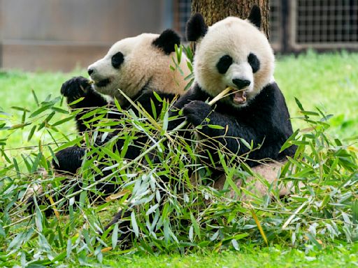 El Zoo Nacional de Washington recibirá dos nuevos pandas gigantes de China para final de año