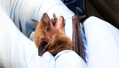 Rabid bat identified in Washtenaw County for first time since 2022