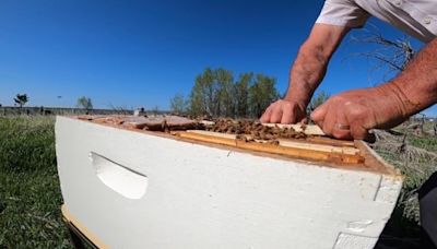 Bee swarm season hits Denver metro early; what to do if you see one