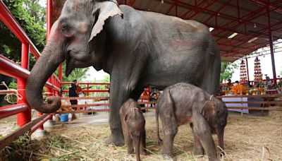Rare twin elephants in Thailand receive monks' blessings a week after their tumultuous birth