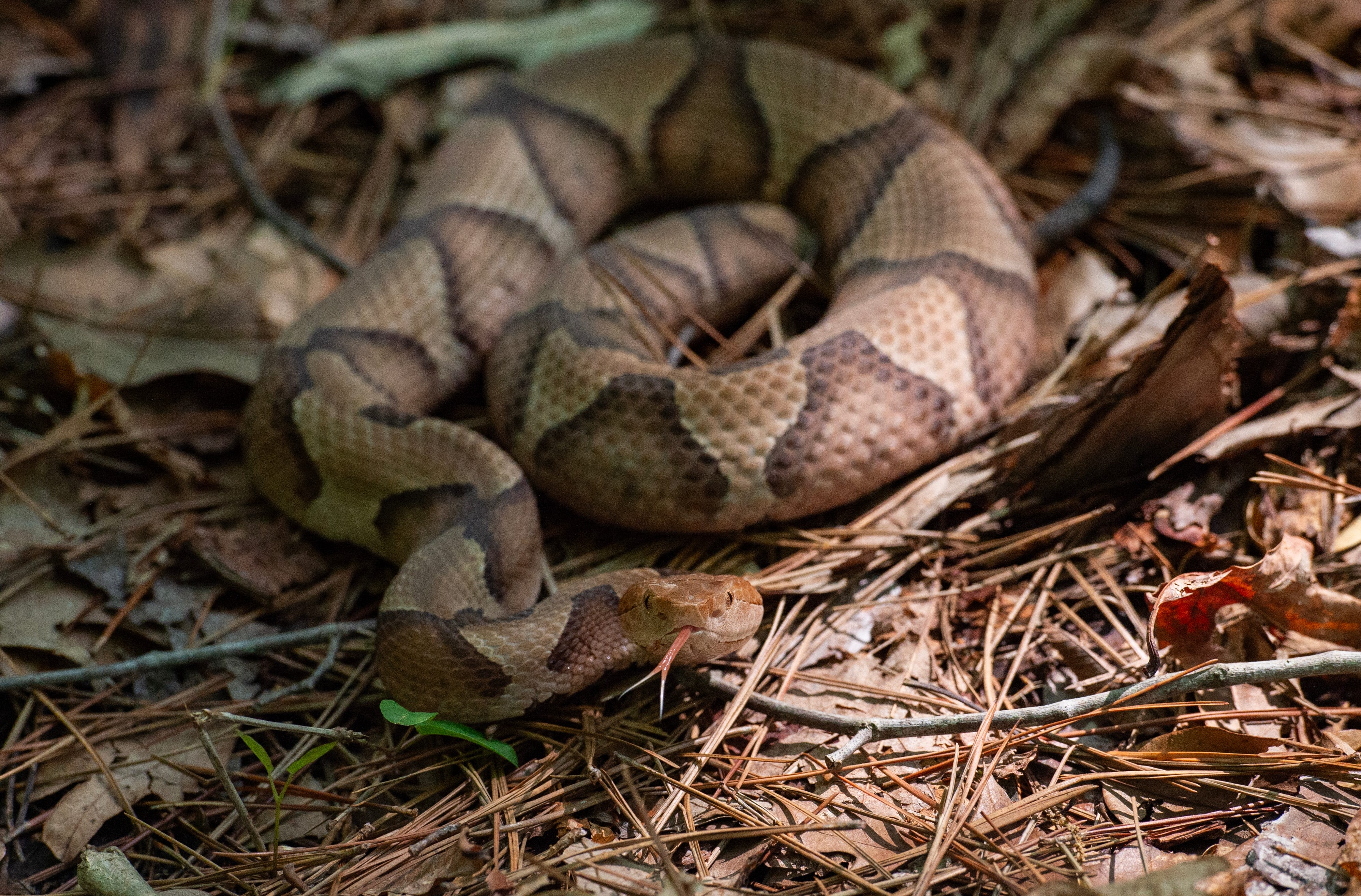 Mississippi venomous snakes: How to identify them and what to do, and not do, if bitten