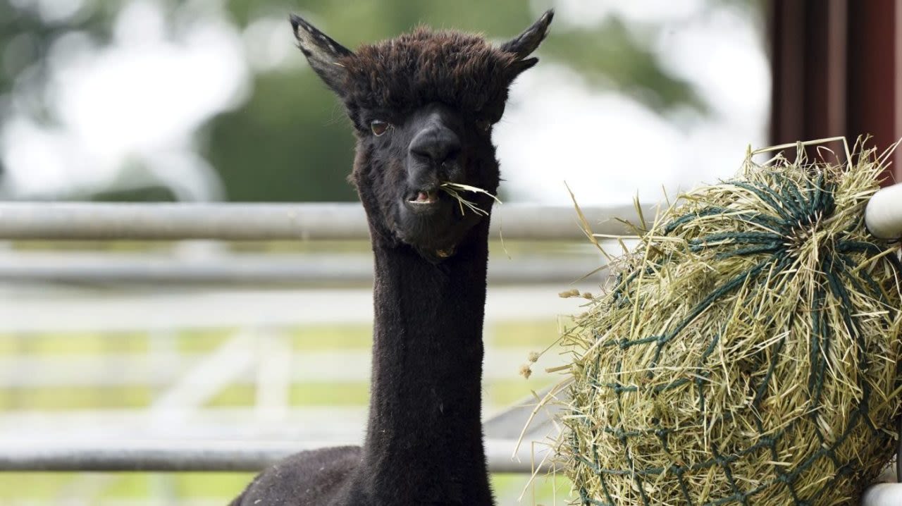 H5N1 bird flu found in alpacas for first time