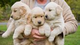 The beloved golden retriever breed turned 789 this year — in dog years