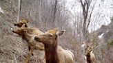 Trail closures on Forest Service land for elk calving season