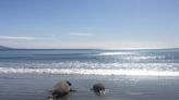 Elephant seals are leaving California beaches. Where are they heading?