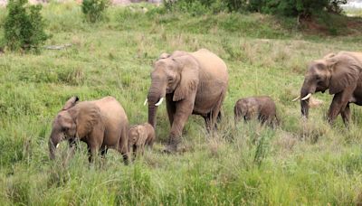 Un grupo de elefantes ataca y mata a un turista español de 43 años en Sudáfrica