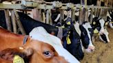 Bird flu is impacting dairy cows; here’s what to know about your milk