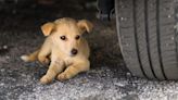 Arizona Puppy Rescued From Undercarriage of Car