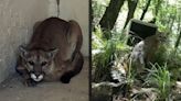 Liberan en su hábitat al puma hallado en una casa en Santa María en Cocula