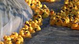 36th Annual Duck Race | Center for Prevention of Abuse | WMBD This Morning