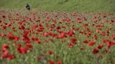 The significance of the poppy: American Legion to hand out flower tied to Memorial Day