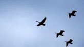 St. Joseph County residents can now take steps to control the Canada geese population