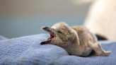 Lincoln's mayor announces name and gender of new penguin chick at children's zoo