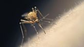 2 Michigan residents test positive for mosquito-borne Jamestown Canyon virus