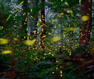 Synchronous fireflies lottery for Great Smoky Mountains National Park is set. What to know