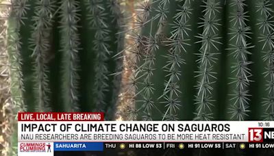 How researchers in Arizona are hoping to breed the next generation of saguaros