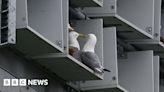 Tyneside schoolchildren help attract kittiwakes to tower