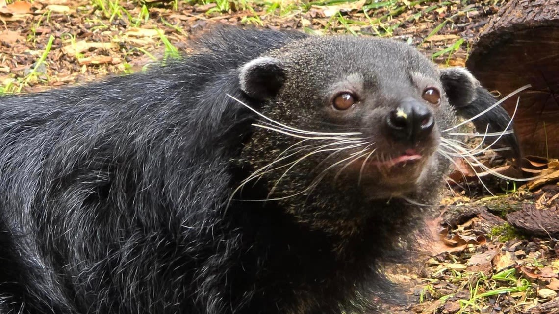 Little Rock Zoo welcomes Merlin the Binturong