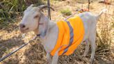 Goats brought on board by Australian rail company to tackle fire risk vegetation