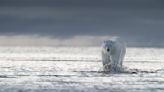 Polar bears could vanish from Canada’s Hudson Bay if temperatures rise 2 C