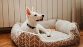 Protegé a tu perro: así son las camas antivirus para ofrecerle un entorno seguro a tu mascota