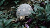 La caza furtiva, una amenaza para las tortugas y la biodiversidad en la Amazonia