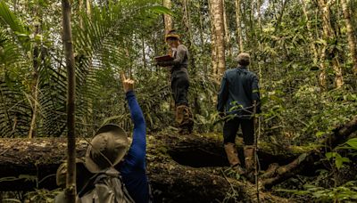 Los forenses que estudian de qué mueren los árboles más grandes del Amazonas