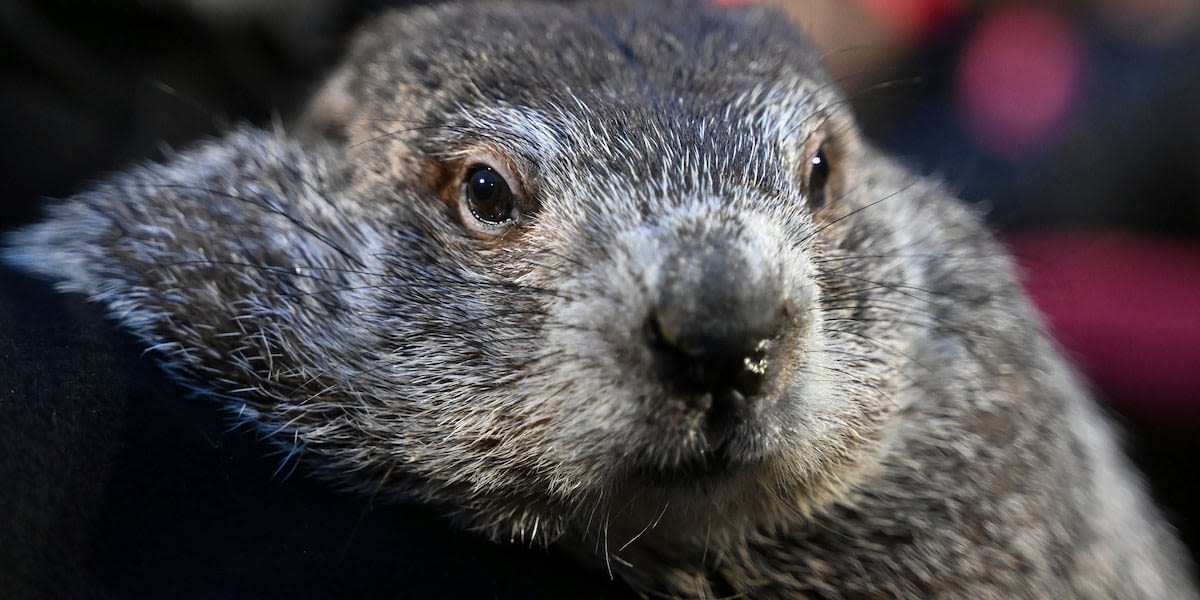 Punxsutawney Phil’s babies fittingly given weather-themed names