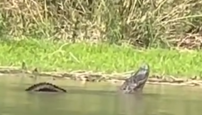 Angler spots large alligator along Rio Grande River in Texas