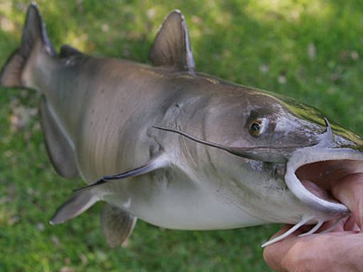 Catfish to be stocked at Cedar Hill Lake in Nashville