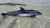Unusual dolphin washes up on SC beach. Where did it come from?