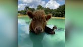 This duck and cow are BFFs. Watch the duck refuse to go swimming without his cow pal.