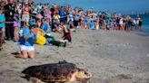 Loggerhead Center hires new chief vet, a key step toward accepting turtle patients again