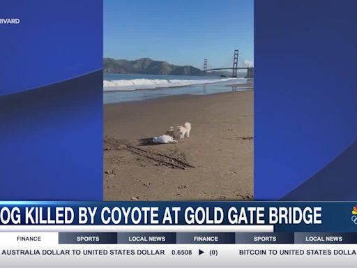 Tragedy at Baker Beach: San Francisco Couple’s Dog Killed by Coyotes