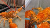 Cheddar, meet Biscuit. Rescue of second 1-in-30-million rare lobster from Red Lobster is raising questions about species 'abnormality.'