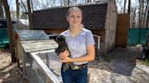 For Kaitlyn Eckles, 6 hens a paltry poultry number; Brookhaven considers allowing more