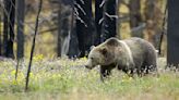 Montana antler hunter kills grizzly bear during tense encounter