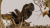 Eaglet pushes baby hawk out of San Simeon nest — but the story has a happy ending