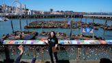2,000 sea lions have made their home in San Francisco