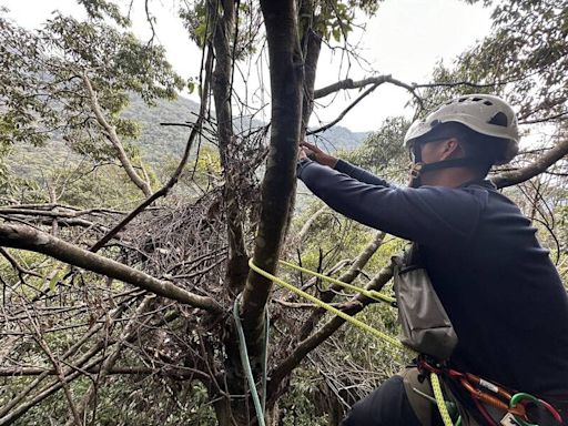 大雪山熊窩曝光！ 台灣黑熊在25公尺高樹上築巢