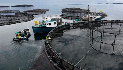 Salmon-Farming Giant Faces Billion-Dollar Lawsuit