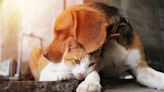 Stray Beagle Living in Cat Colony Totally Thinks He's a Kitty