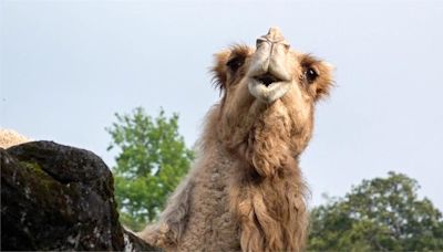 園內僅存單峰駱駝「玉葉」離世 北市動物園感謝26年陪伴