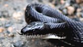 S.C. Woman Finds Snake on Her Car’s Windshield While Driving to Work: They're 'My Biggest Phobia'