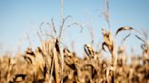 Hot and rainless days send Northern Va. into drought warning - WTOP News