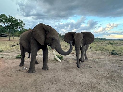 Study explores elephant greetings and how they change based on social relationships