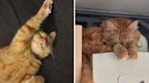 Couple asks for pics of favorite cat sleeping positions, internet delivers