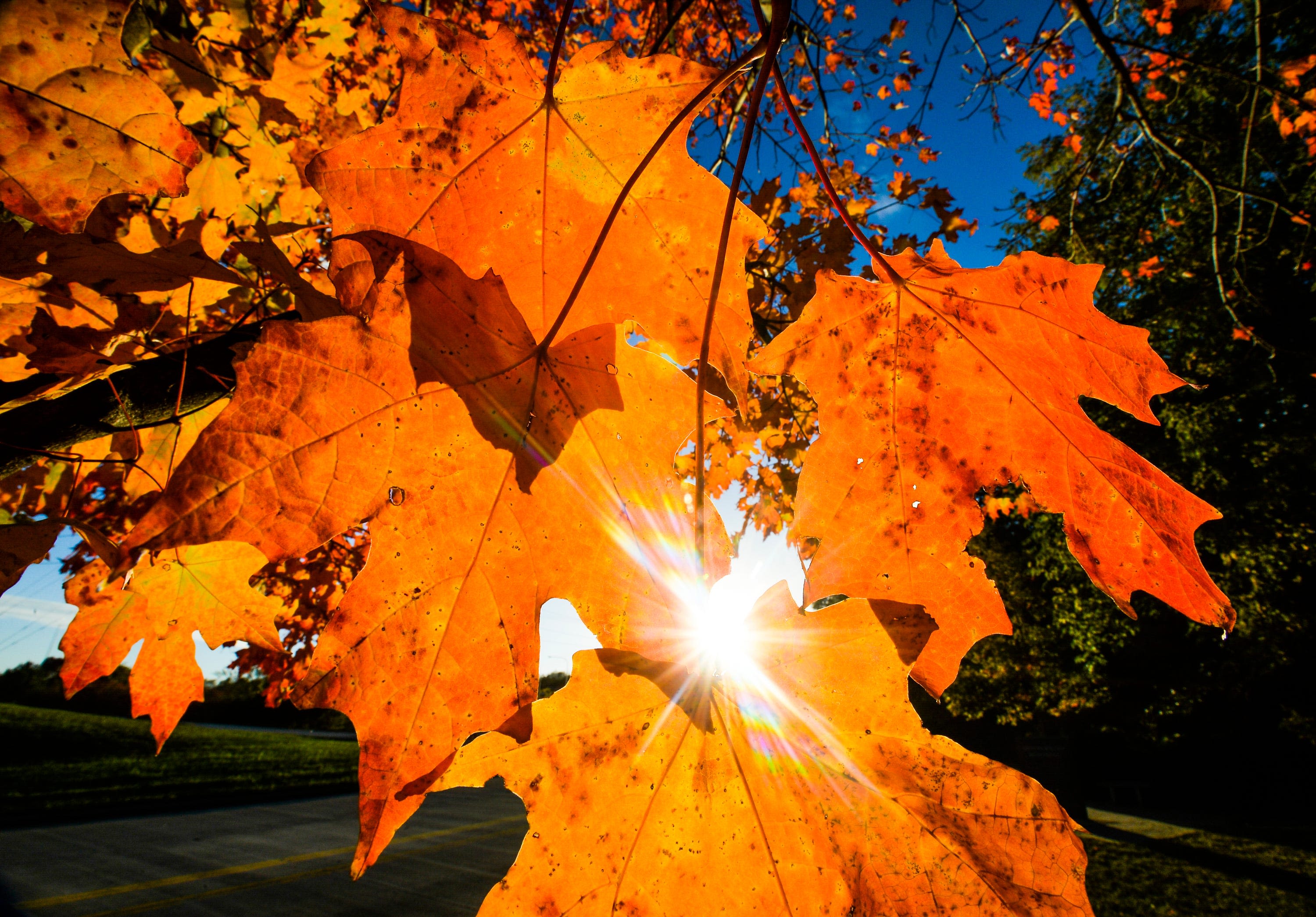 Here's when Michigan's fall colors are predicted to peak