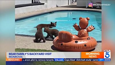 Watch: Mama bear takes a swim in California resident's pool